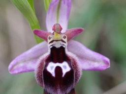 Ophrys_reinholdii_Mont_Attavyros_1